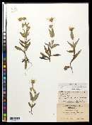 Arnica amplexifolia image