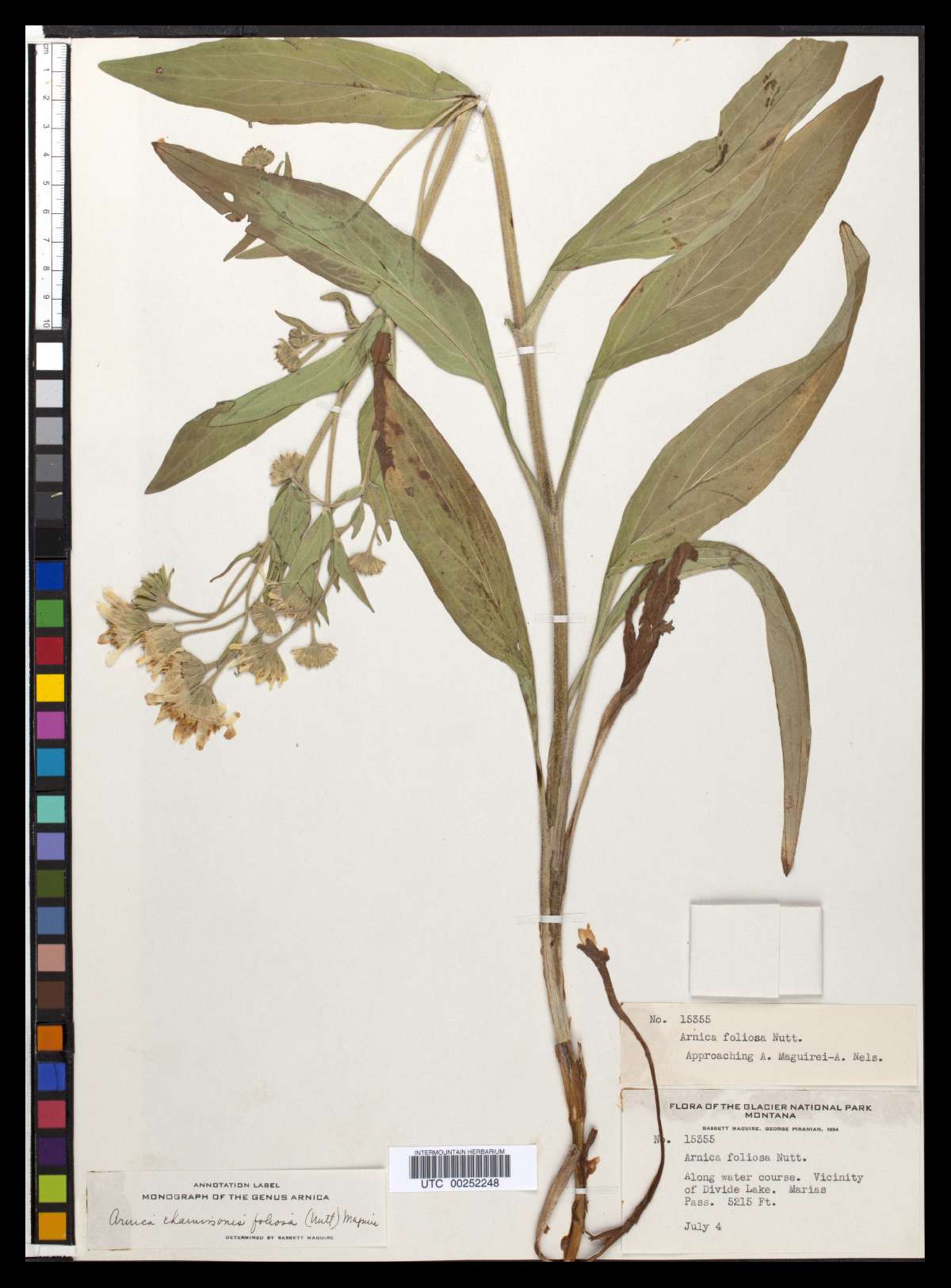 Arnica chamissonis var. andina image