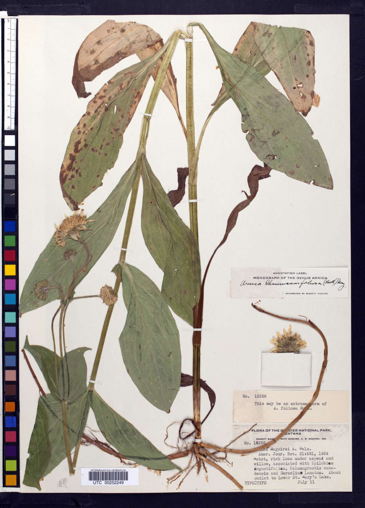 Arnica chamissonis var. andina image