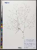 Eriogonum spergulinum image