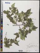 Celtis reticulata image