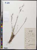 Image of Nassella brachyphylla