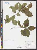 Alnus incana subsp. tenuifolia image