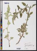 Amaranthus powellii image