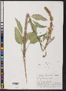 Thelypodium milleflorum image