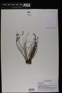 Juncus articulatus image