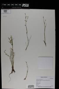 Juncus bufonius image