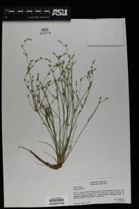 Juncus bufonius image