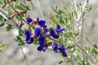 Psorothamnus arborescens image