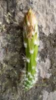 Echinocereus scheeri image