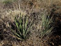 Agave angustifolia var. angustifolia image