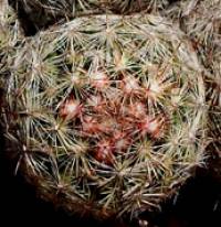 Coryphantha vivipara image