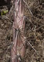 Cylindropuntia thurberi image