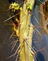 Cylindropuntia thurberi image