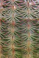 Echinocereus rigidissimus image