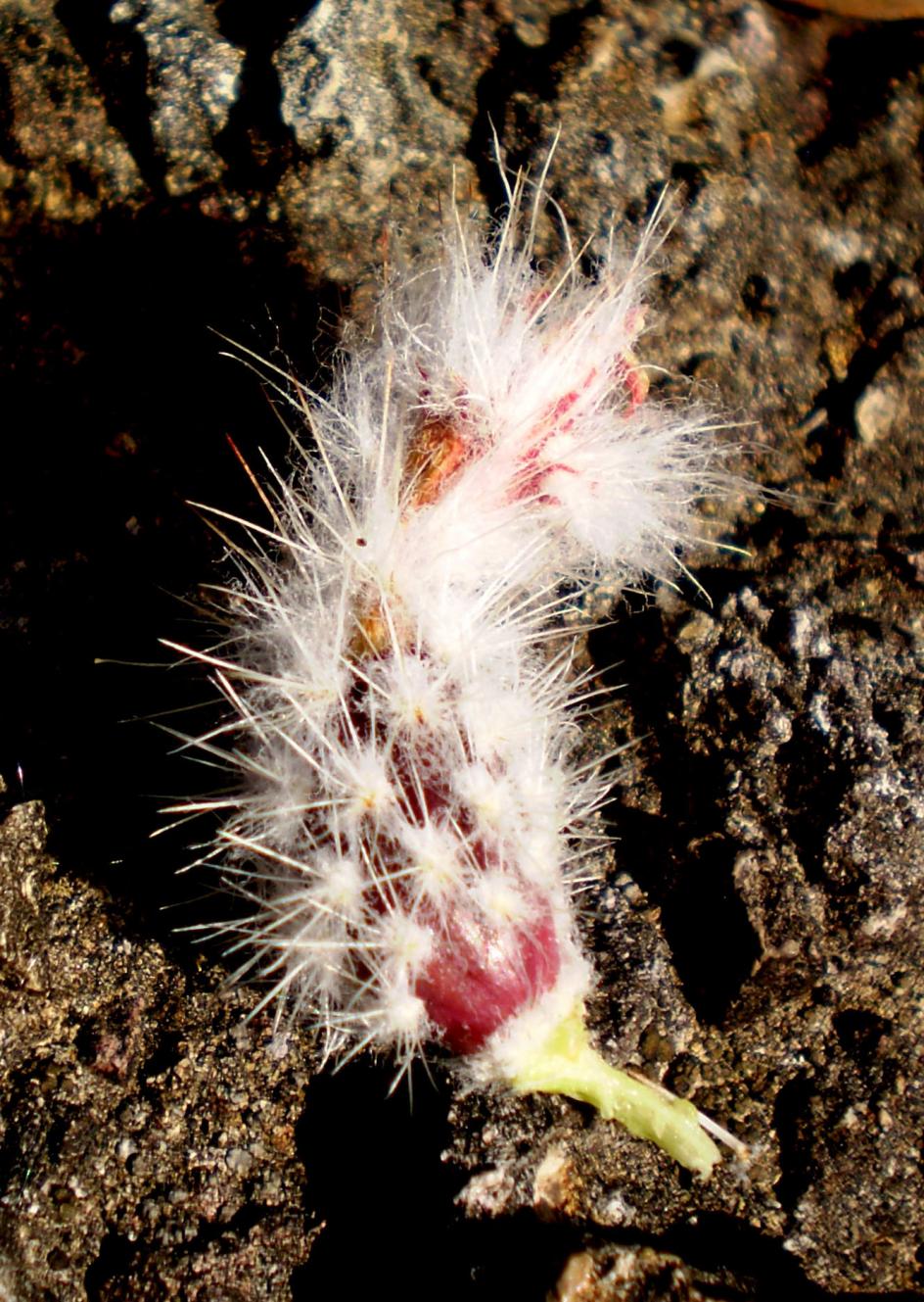 Echinocereus laui image