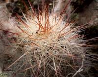 Echinocereus laui image