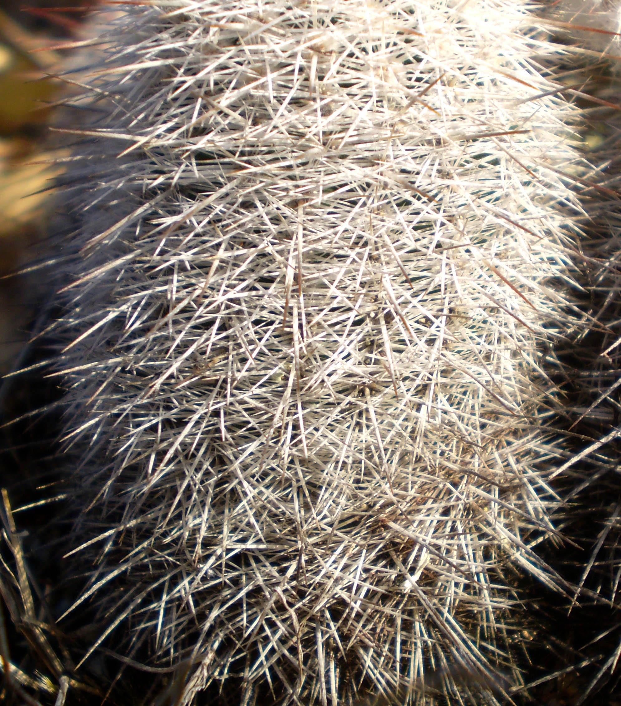 Echinocereus laui image