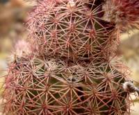 Echinocereus pseudopectinatus image