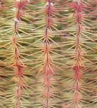 Echinocereus rigidissimus image