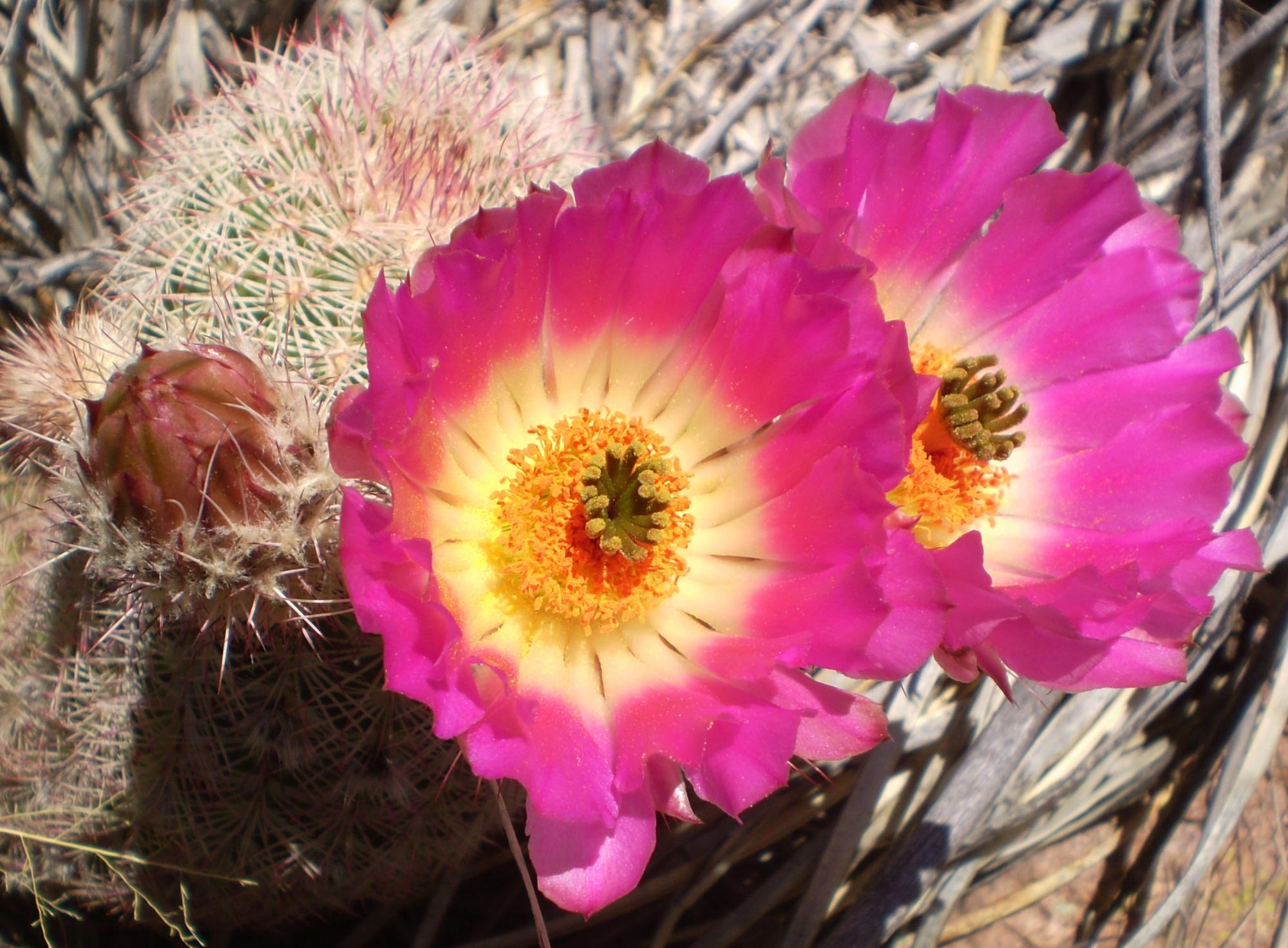 Echinocereus rigidissimus var. rigidissimus image