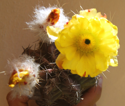 Echinocereus subinermis subsp. ochoterenae image
