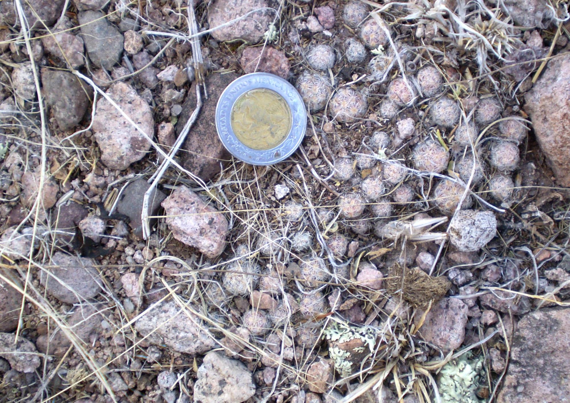 Mammillaria saboae var. haudeana image