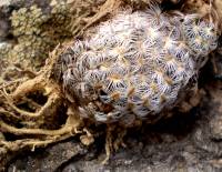 Mammillaria saboae image