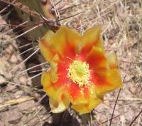 Opuntia phaeacantha image