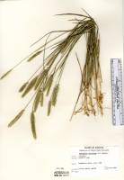 Agropyron cristatum image