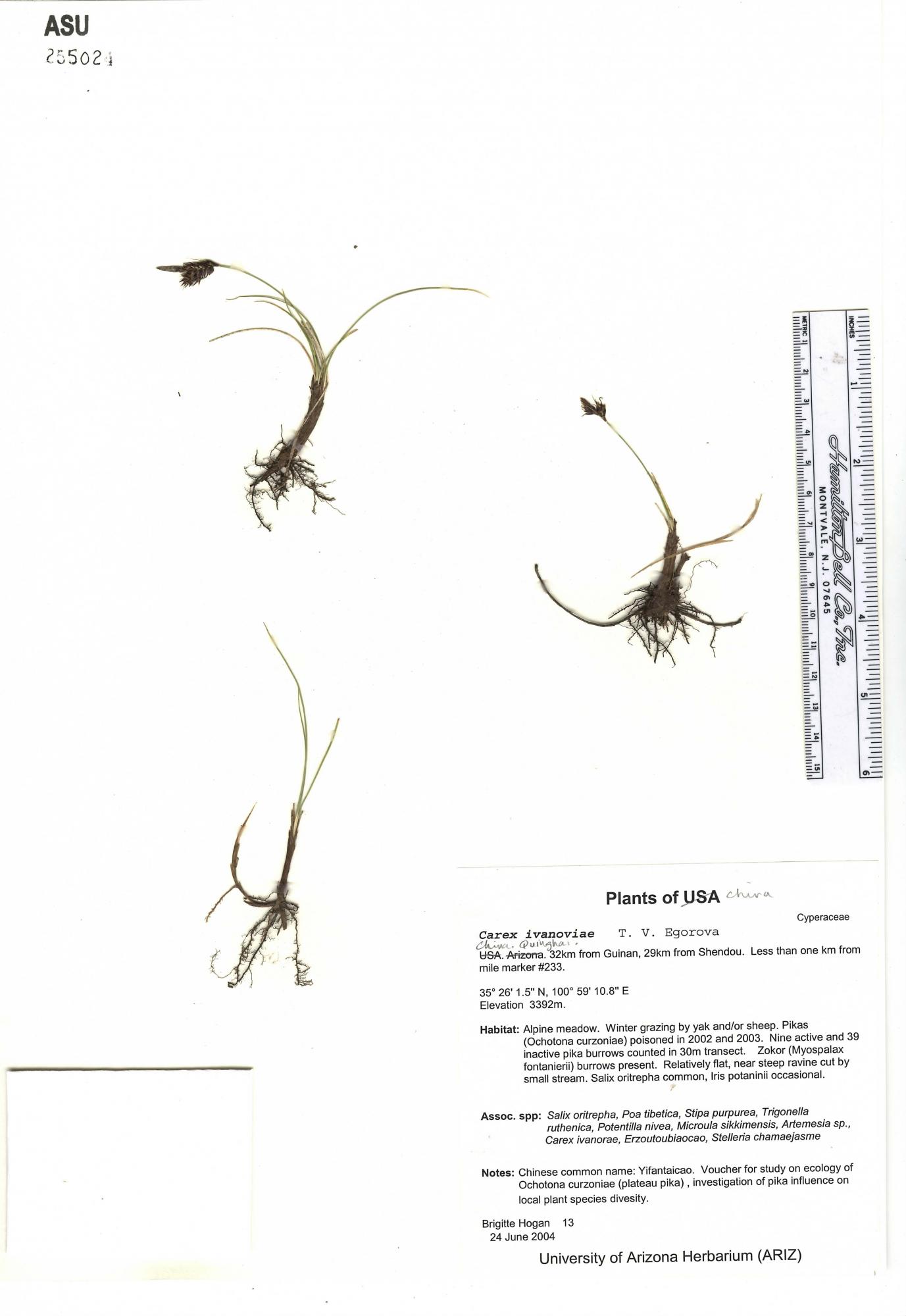 Carex ivanoviae image