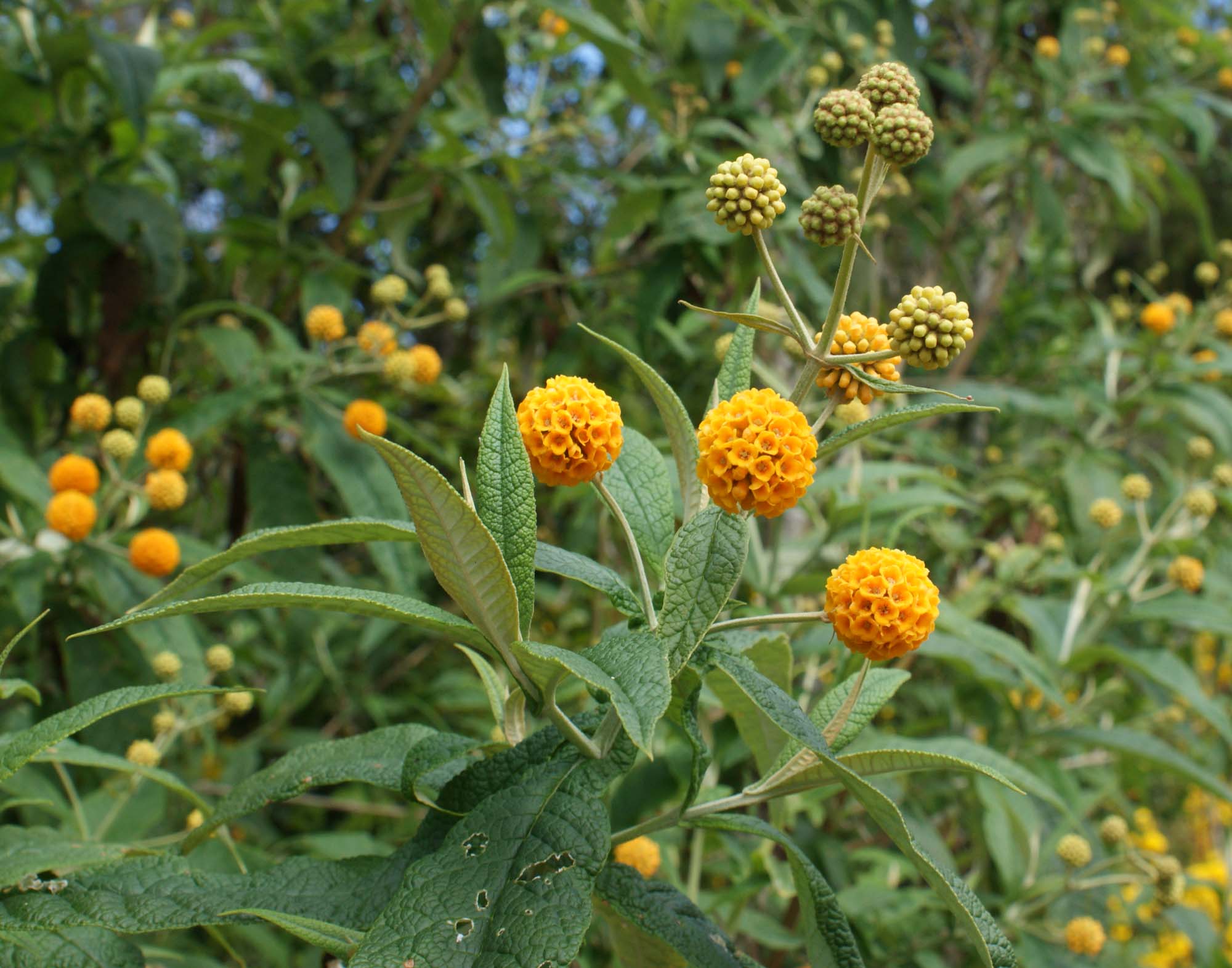 Buddleja globosa image