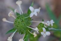 Collomia grandiflora image