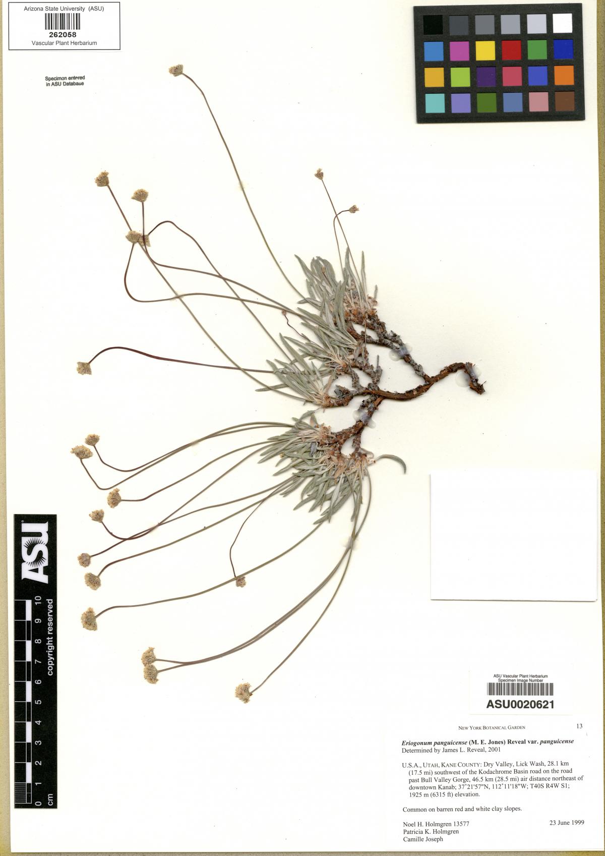 Eriogonum panguicense var. panguicense image