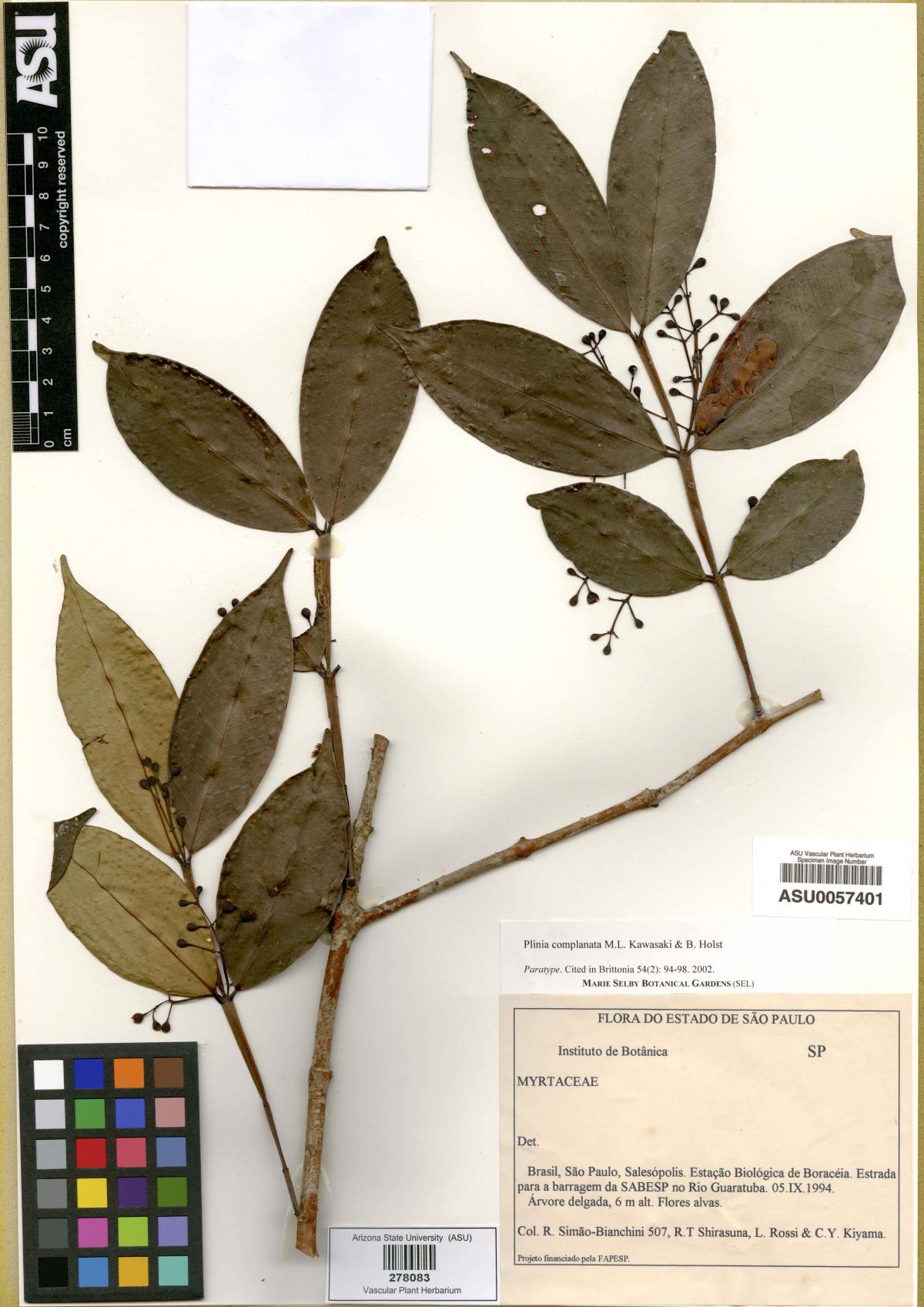 Plinia complanata image
