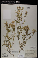 Phlox speciosa image