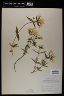 Phlox speciosa image