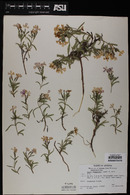 Phlox woodhousei image