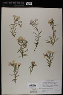 Phlox woodhousei image