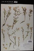 Phlox woodhousei image