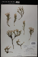 Phlox amabilis image