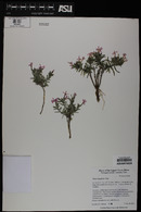 Phlox longifolia image