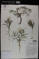 Phlox longifolia image