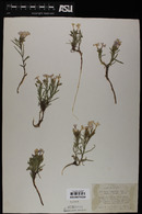 Phlox viridis subsp. compacta image