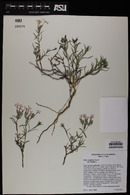 Phlox longifolia image