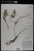 Phlox longifolia image