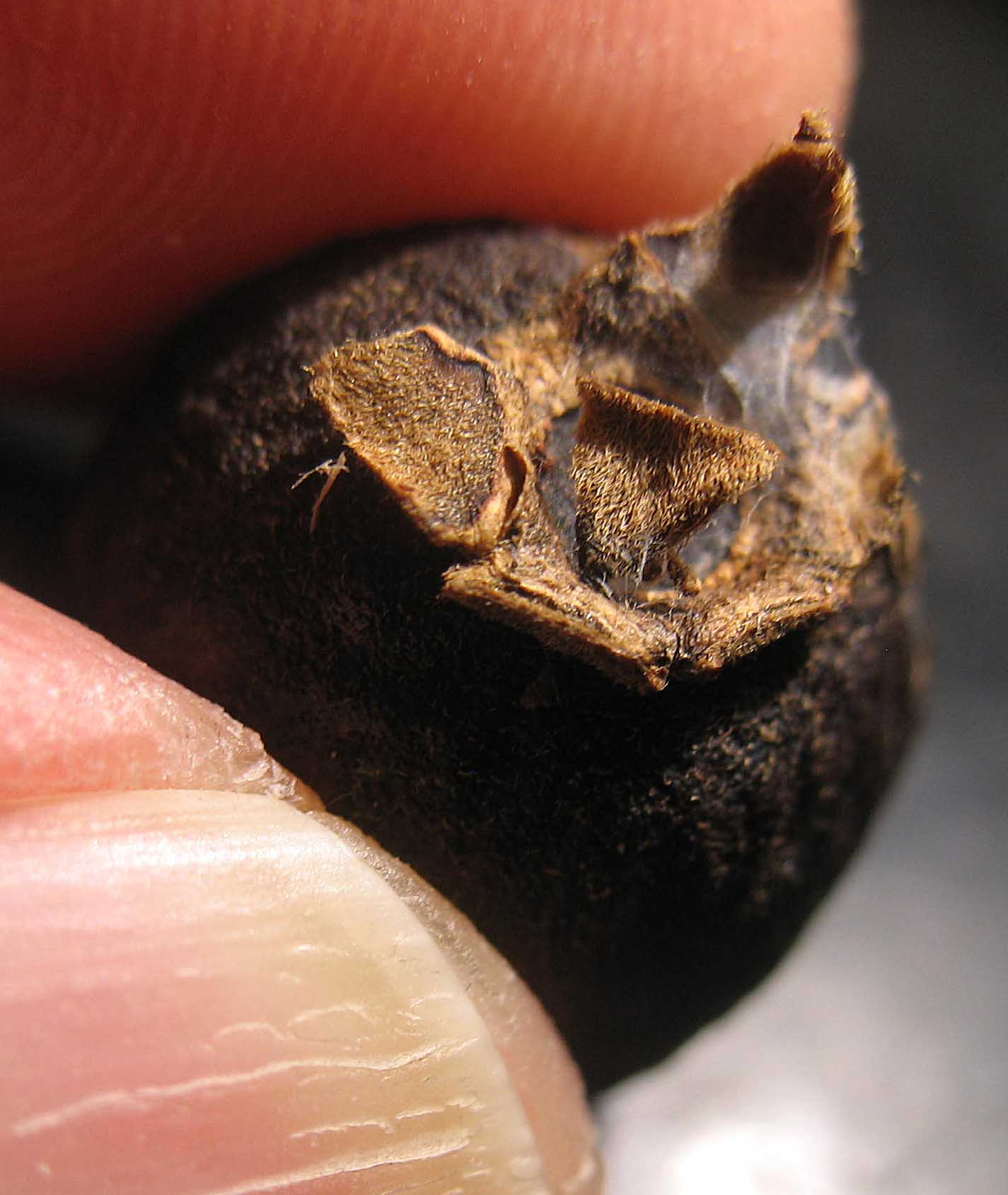 Psidium araucanum image