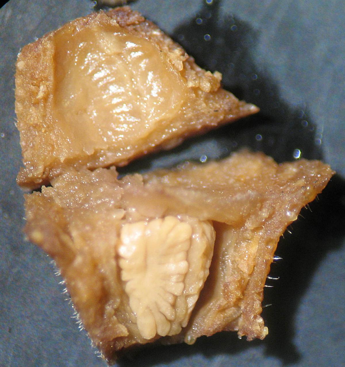 Psidium brownianum image