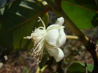 Psidium guineense image