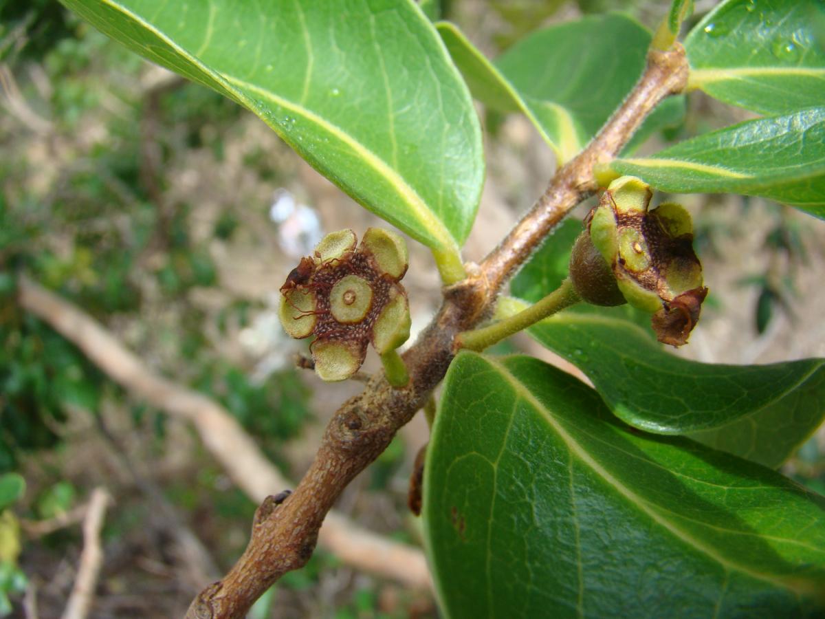 Psidium myrsinites image